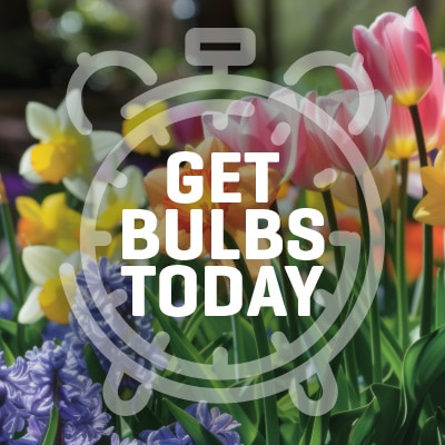 Spring Bulbs