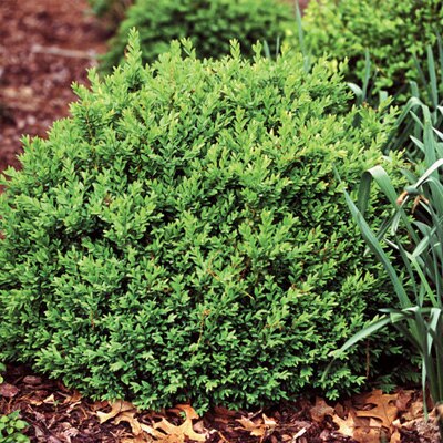 shrubs
