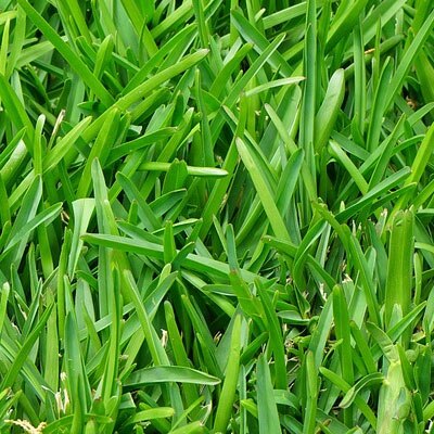 turf seed