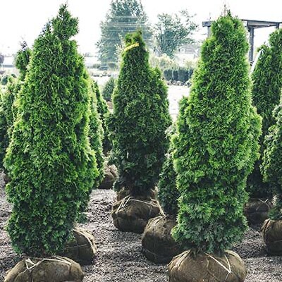 trees